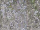 image of grave number 525529
